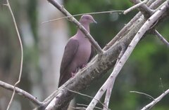 Patagioenas