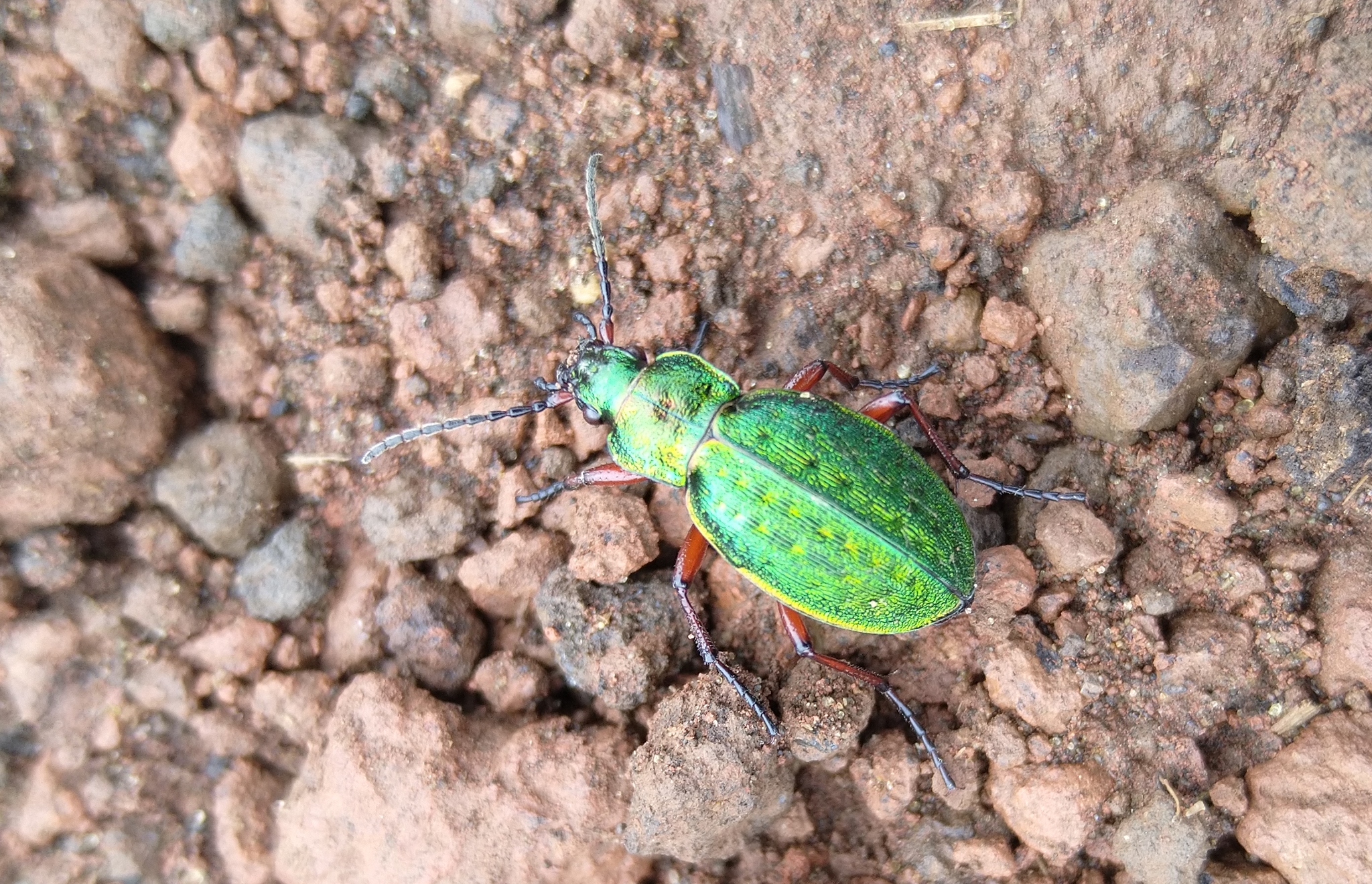 Carabus truncaticollis · iNaturalist
