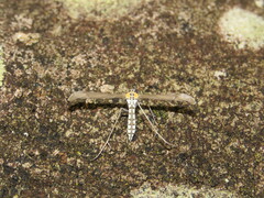 Hellinsia paraochracealis