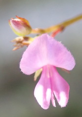 Indigofera sarmentosa
