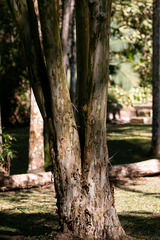 Eugenia involucrata