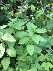 Lamium album