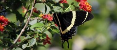 Papilio garamas garamas