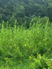 Ripariosida hermaphrodita