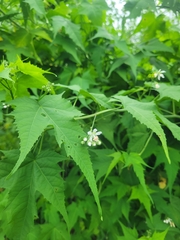 Ripariosida hermaphrodita