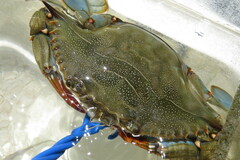 Callinectes sapidus