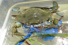 Callinectes sapidus