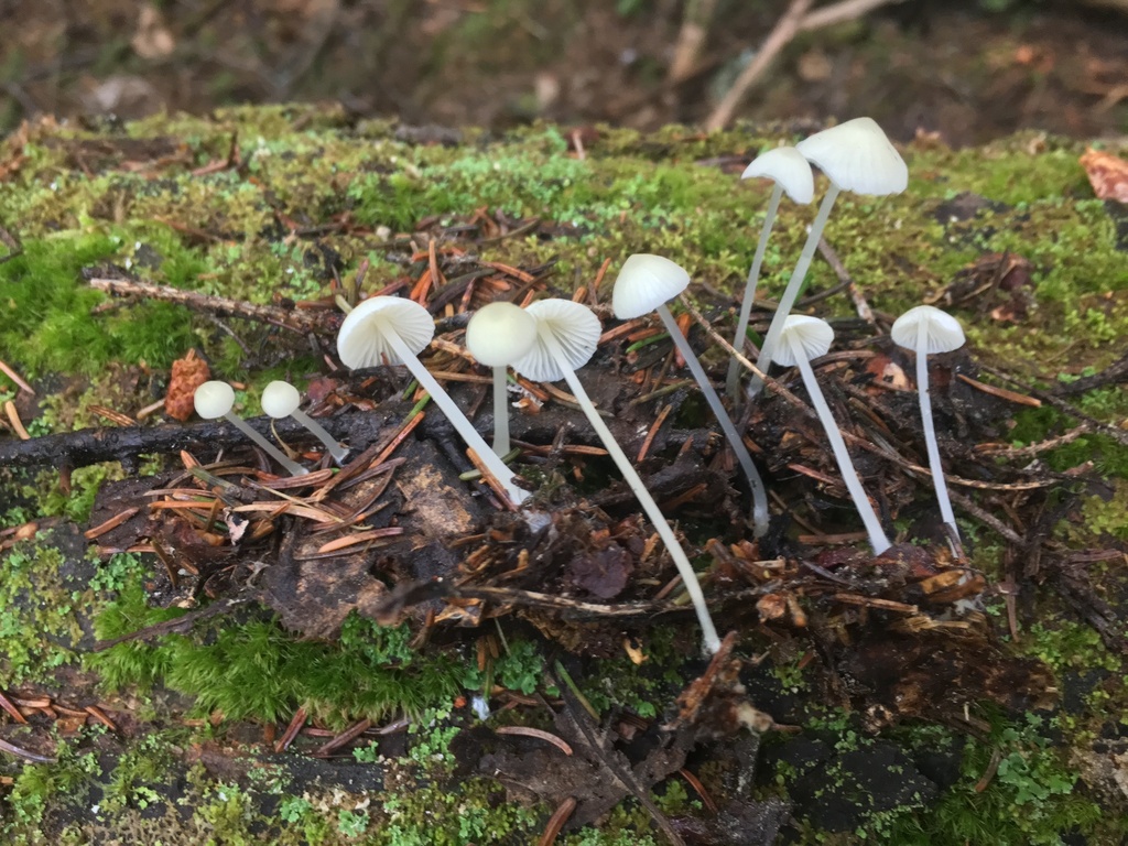 Atheniella sp. 'flavoalba-NB01'