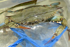 Callinectes sapidus