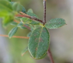 Indigofera sarmentosa