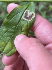 Calycomyza cynoglossi
