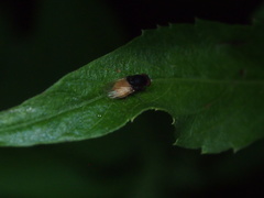 Minettia longipennis