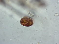 Trachelomonas armata