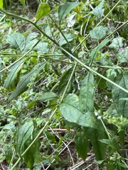 Calycomyza cynoglossi