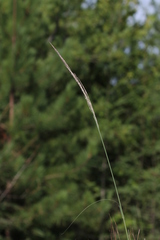 Sporobolus rigidus magnus