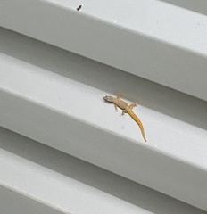 Sphaerodactylus homolepis