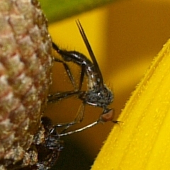 Empis clausa
