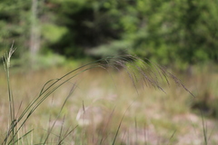 Sporobolus rigidus magnus