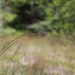 Sand Reedgrass - Photo (c) Rob Routledge, some rights reserved (CC BY-NC), uploaded by Rob Routledge