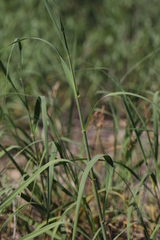 Sporobolus rigidus magnus