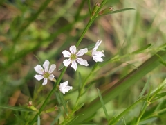 Lythrum lineare