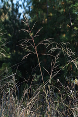 Sporobolus rigidus magnus