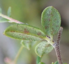 Indigofera sarmentosa