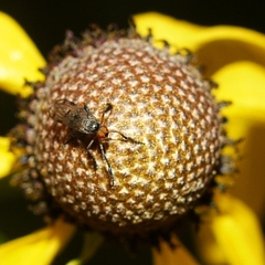 Empis clausa