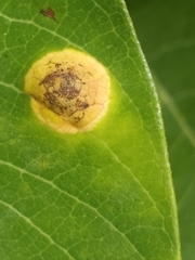 Puccinia smilacis