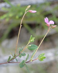 Indigofera sarmentosa