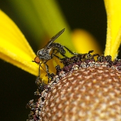 Empis clausa