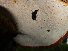 Philonthus caeruleipennis