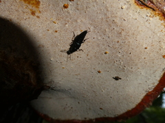 Philonthus caeruleipennis