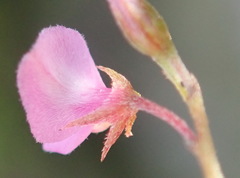 Indigofera sarmentosa