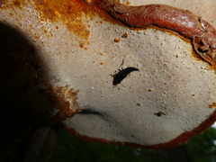 Philonthus caeruleipennis