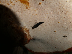 Philonthus caeruleipennis