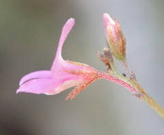 Indigofera sarmentosa