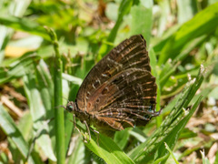 Arhopala eupolis