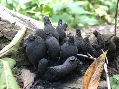 Xylaria polymorpha