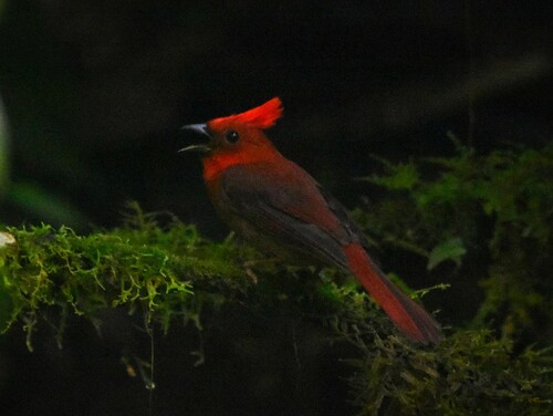 Crested Ant Tanager (Driophlox cristata), photo 3