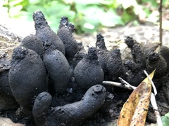 Xylaria polymorpha
