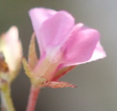 Indigofera sarmentosa