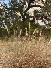 Bothriochloa longipaniculata