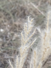 Bothriochloa longipaniculata