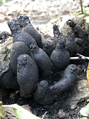 Xylaria polymorpha