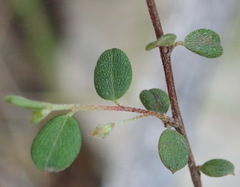 Indigofera sarmentosa