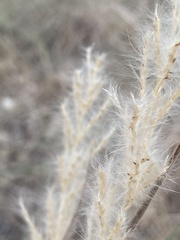Bothriochloa longipaniculata