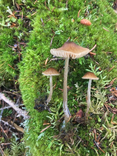Entoloma cetratum image