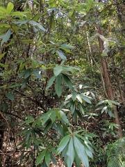 Rhododendron championiae