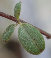 Indigofera sarmentosa